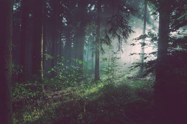 Sons de la Nature pour Méditer : Le Guide Ultime
